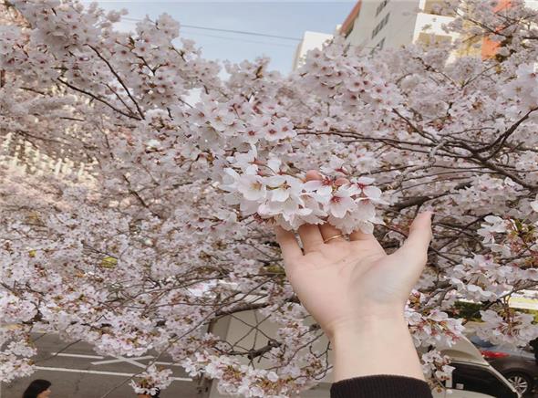 Tour du lịch Busan ngắm hoa anh đào sớm 2020 (GIẢM GIÁ SÂU) Tour du lịch Busan ngắm hoa anh đào sớm 2020 (GIẢM GIÁ SÂU)